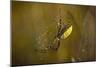 Spider, Web-Gordon Semmens-Mounted Premium Photographic Print