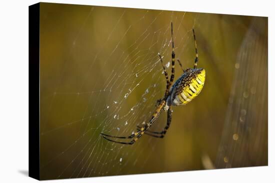 Spider, Web-Gordon Semmens-Stretched Canvas