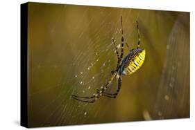 Spider, Web-Gordon Semmens-Stretched Canvas