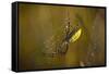 Spider, Web-Gordon Semmens-Framed Stretched Canvas