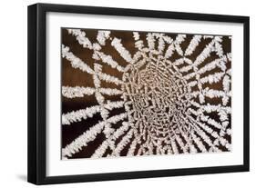 Spider Web-null-Framed Photographic Print
