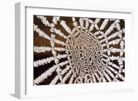 Spider Web-null-Framed Photographic Print