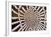 Spider Web-null-Framed Photographic Print