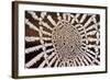 Spider Web-null-Framed Photographic Print