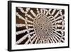 Spider Web-null-Framed Photographic Print