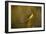 Spider, Web-Gordon Semmens-Framed Photographic Print