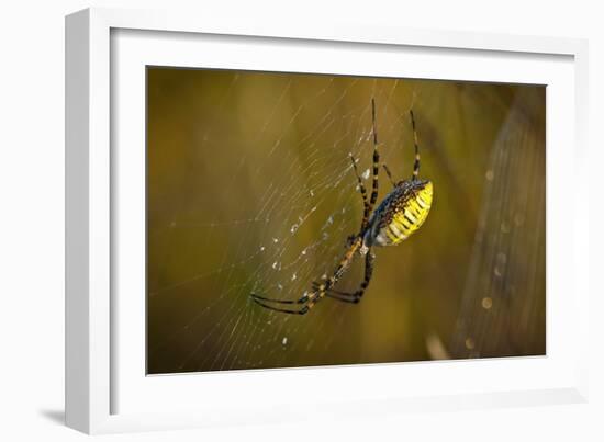 Spider, Web-Gordon Semmens-Framed Photographic Print