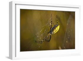 Spider, Web-Gordon Semmens-Framed Photographic Print