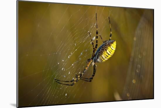 Spider, Web-Gordon Semmens-Mounted Photographic Print