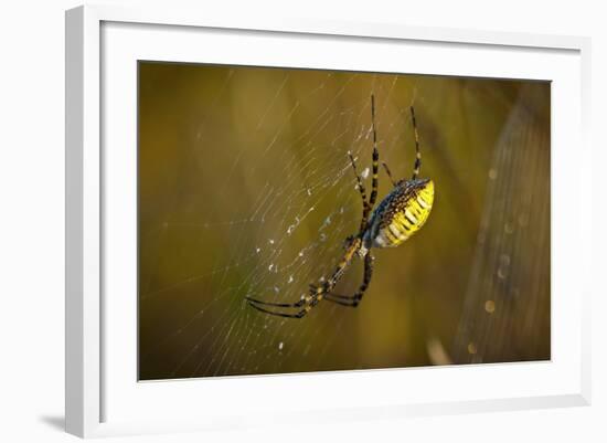 Spider, Web-Gordon Semmens-Framed Photographic Print