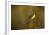 Spider, Web-Gordon Semmens-Framed Photographic Print