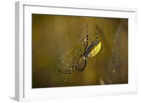 Spider, Web-Gordon Semmens-Framed Photographic Print