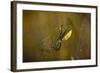 Spider, Web-Gordon Semmens-Framed Photographic Print