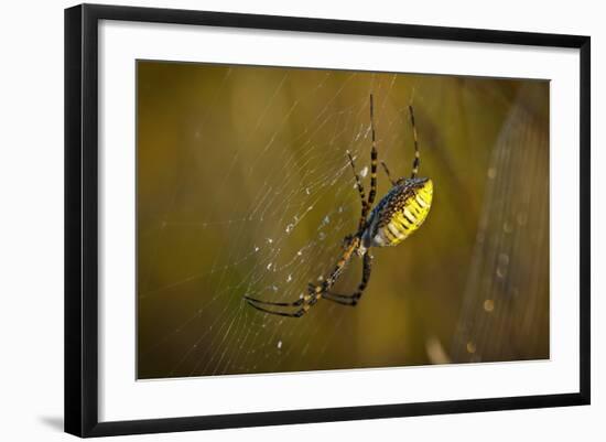 Spider, Web-Gordon Semmens-Framed Photographic Print