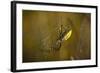 Spider, Web-Gordon Semmens-Framed Photographic Print