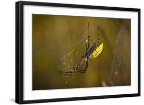 Spider, Web-Gordon Semmens-Framed Photographic Print
