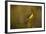 Spider, Web-Gordon Semmens-Framed Photographic Print