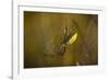 Spider, Web-Gordon Semmens-Framed Photographic Print