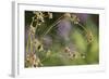 Spider Web-Lynn M^ Stone-Framed Photographic Print