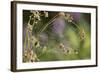 Spider Web-Lynn M^ Stone-Framed Photographic Print