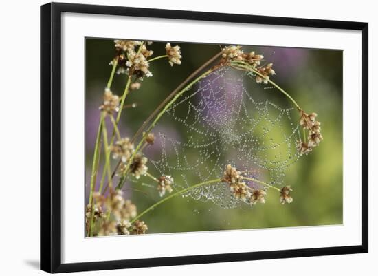 Spider Web-Lynn M^ Stone-Framed Photographic Print