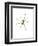 Spider-Alexis Marcou-Framed Art Print