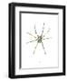 Spider-Alexis Marcou-Framed Art Print