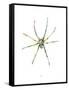 Spider-Alexis Marcou-Framed Stretched Canvas