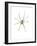 Spider-Alexis Marcou-Framed Art Print