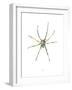 Spider-Alexis Marcou-Framed Art Print