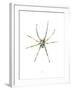 Spider-Alexis Marcou-Framed Art Print