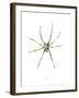 Spider-Alexis Marcou-Framed Art Print