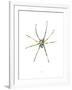 Spider-Alexis Marcou-Framed Art Print