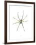 Spider-Alexis Marcou-Framed Art Print