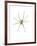 Spider-Alexis Marcou-Framed Art Print