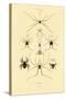 Spiders, 1833-39-null-Stretched Canvas