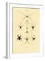 Spiders, 1833-39-null-Framed Giclee Print