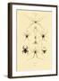 Spiders, 1833-39-null-Framed Giclee Print