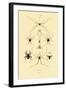 Spiders, 1833-39-null-Framed Giclee Print