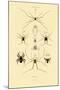 Spiders, 1833-39-null-Mounted Giclee Print