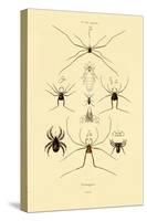 Spiders, 1833-39-null-Stretched Canvas