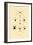 Spiders, 1833-39-null-Framed Giclee Print