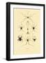 Spiders, 1833-39-null-Framed Giclee Print