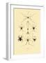 Spiders, 1833-39-null-Framed Giclee Print