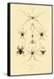Spiders, 1833-39-null-Framed Stretched Canvas