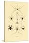 Spiders, 1833-39-null-Stretched Canvas