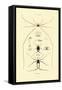 Spiders, 1833-39-null-Framed Stretched Canvas