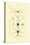 Spiders, 1833-39-null-Stretched Canvas