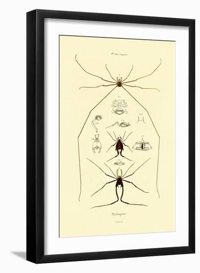 Spiders, 1833-39-null-Framed Giclee Print