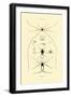 Spiders, 1833-39-null-Framed Giclee Print